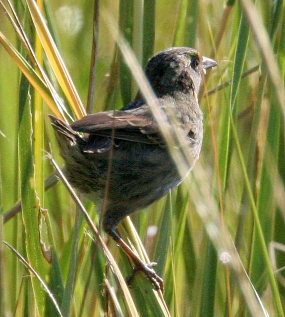 Seaside Sparrow