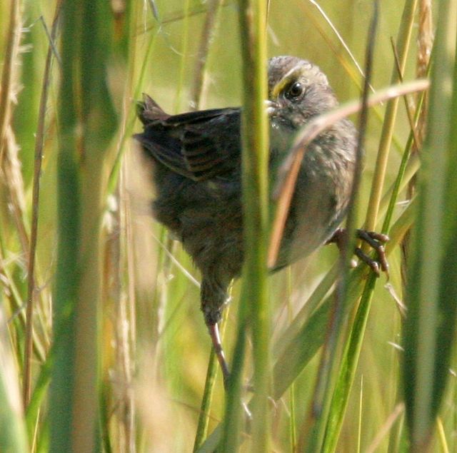 Seaside Sparrow