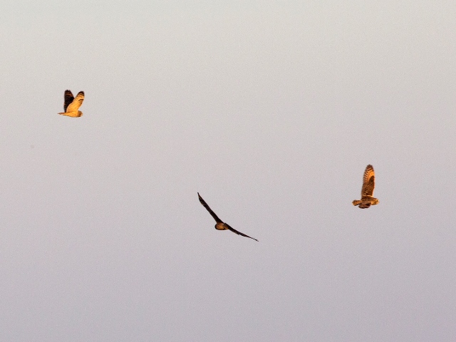 Short-eared Owls with a Northern Harrier