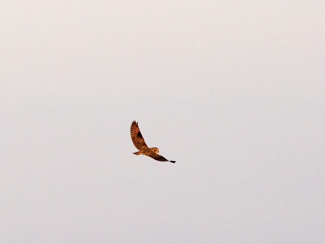 Short-eared Owls with a Northern Harrier