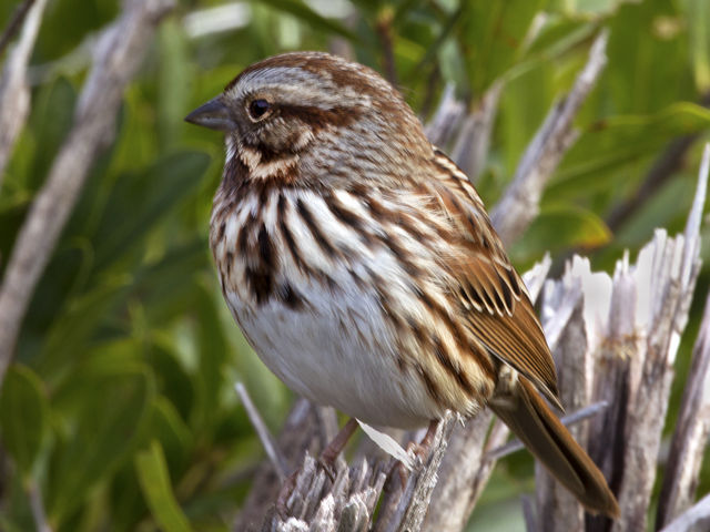 Song Sparrow