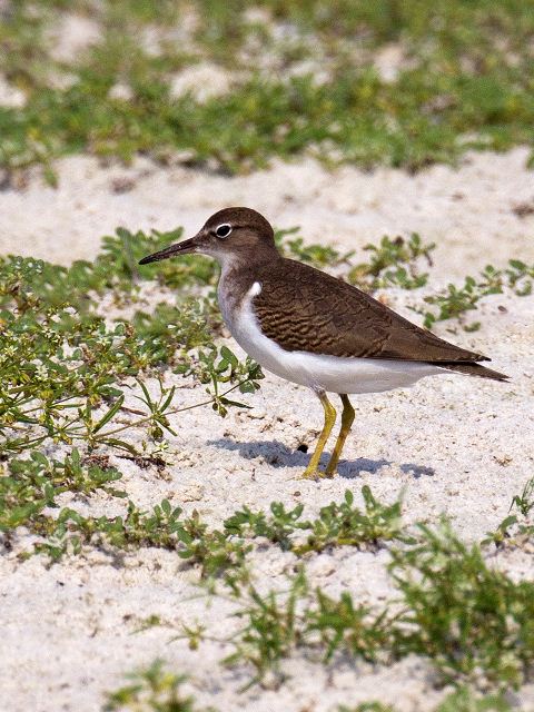 Spotted Sandpipers