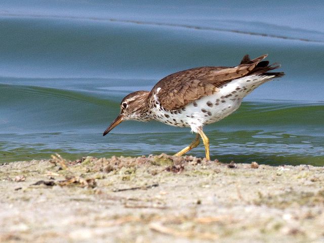 Spotted Sandpipers