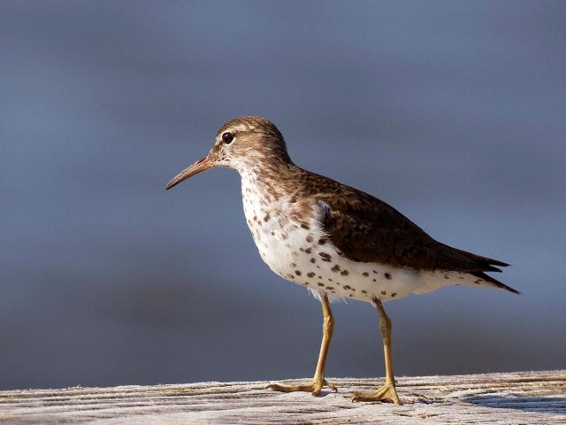 Spotted Sandpiper