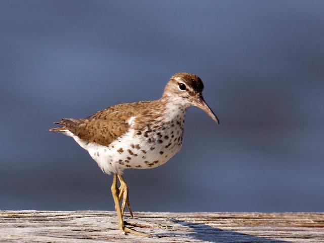 Spotted Sandpiper