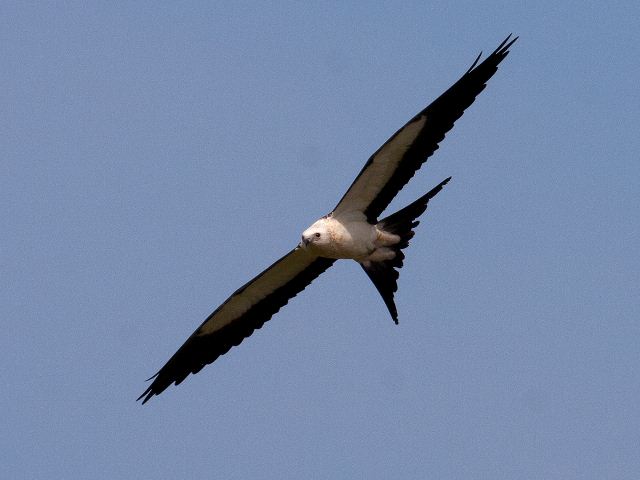 Swallow-tailed Kites