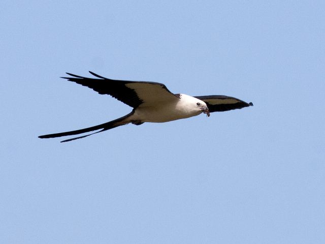 Swallow-tailed Kites