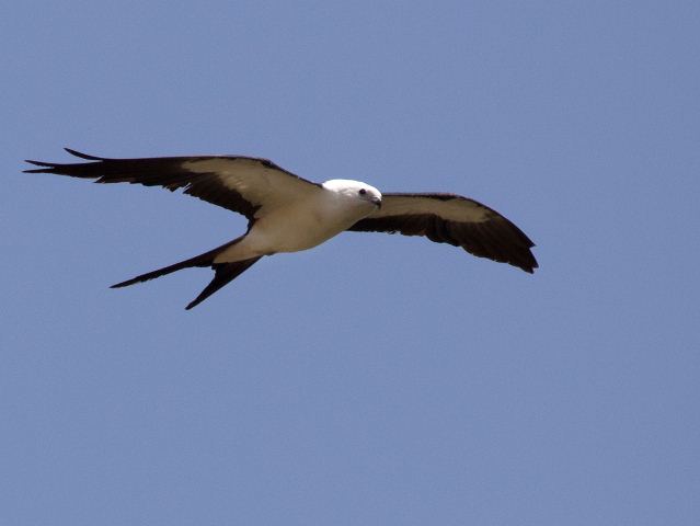 Swallow-tailed Kites