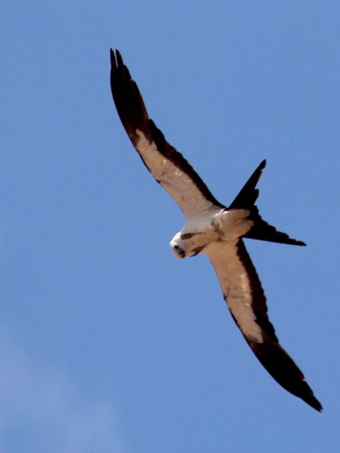 Swallow-tailed Kites