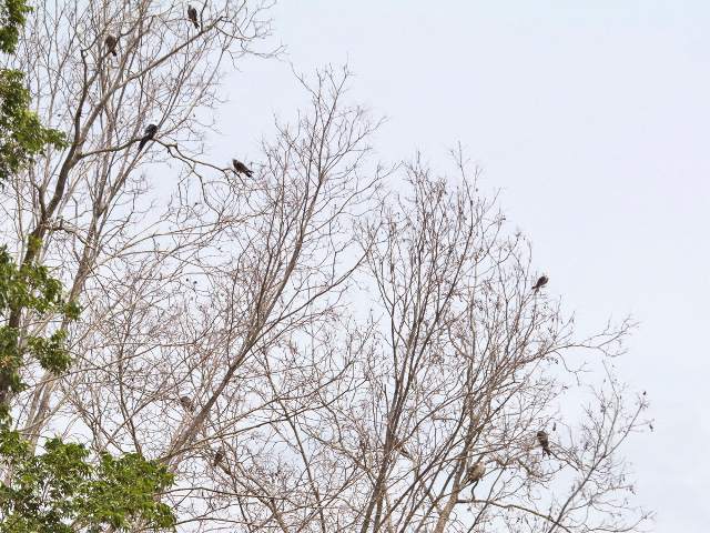 Swallow-tailed Kites