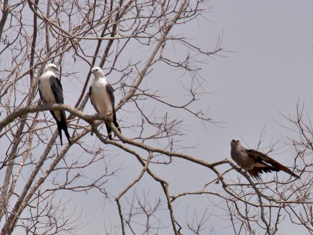 Swallow-tailed Kites