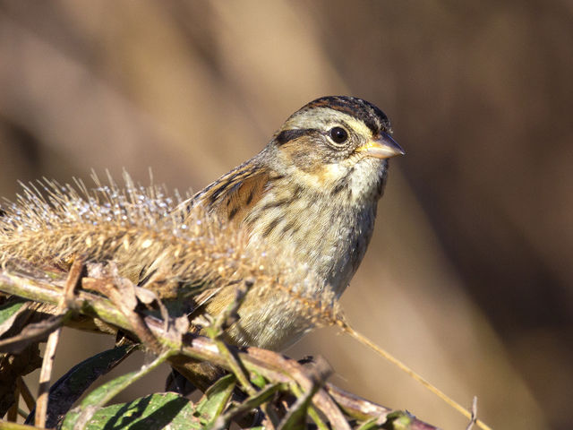 Swamp Sparrow