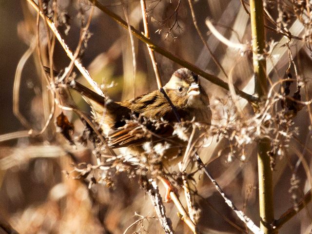 Swamp Sparrow