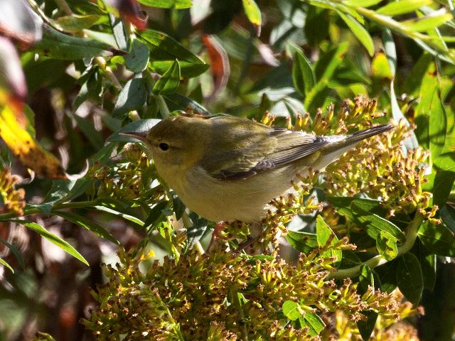 Tennessee Warbler