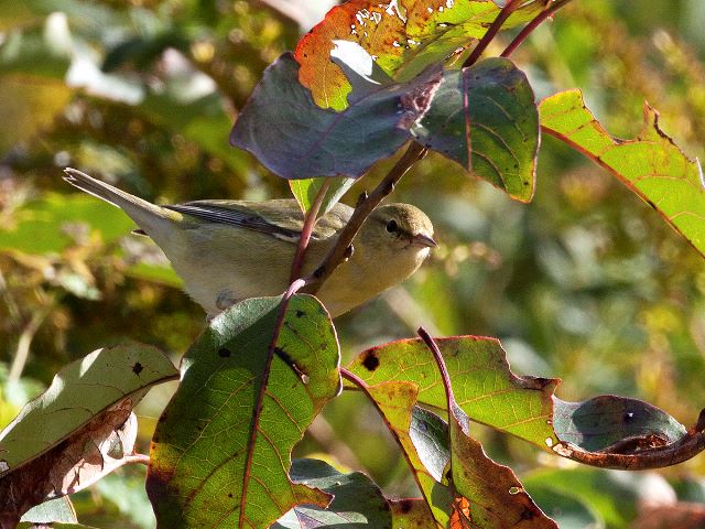 Tennessee Warbler