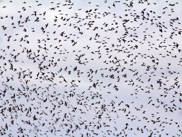 Tree Swallows