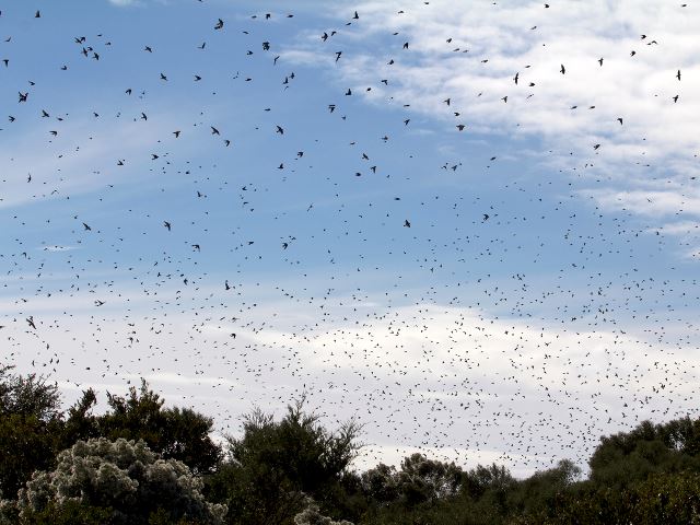Tree Swallows