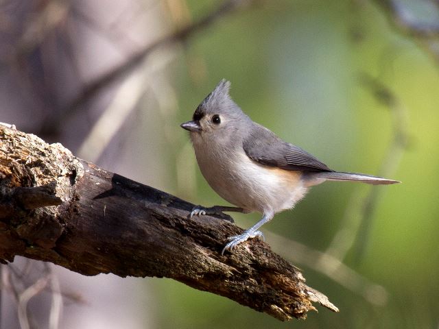 Tufted Titmouse