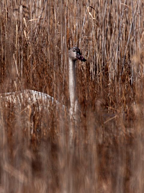 Tundra Swan