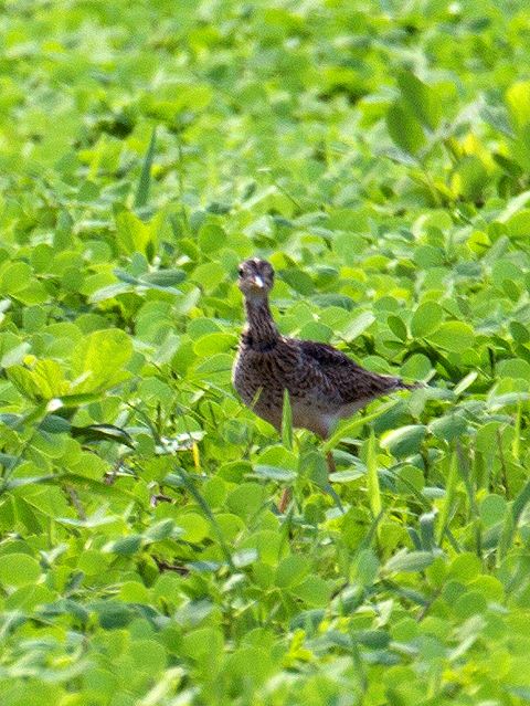 Upland Sandpiper