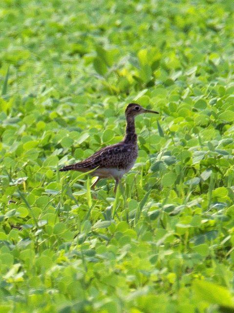 Upland Sandpiper