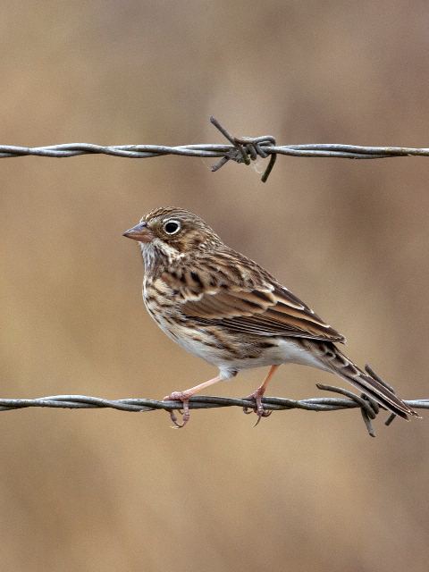 Vesper Sparrow