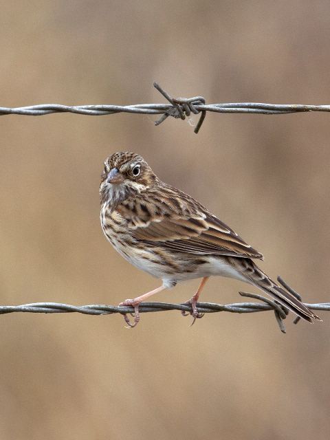 Vesper Sparrow
