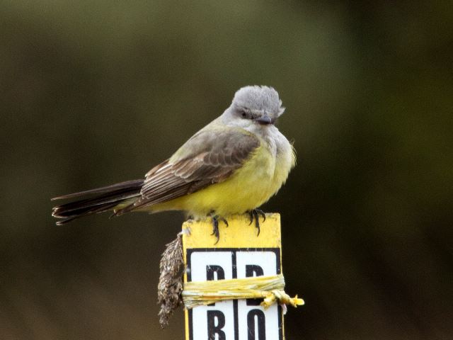 Western Kingbird