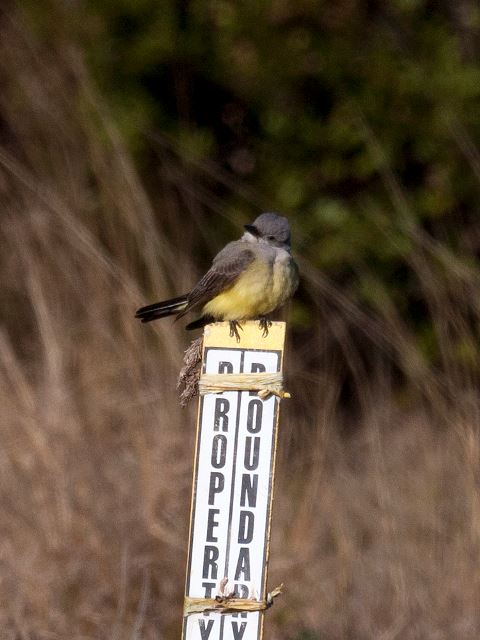 Western Kingbird