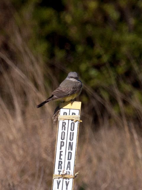 Western Kingbird