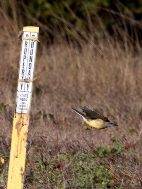 Western Kingbird