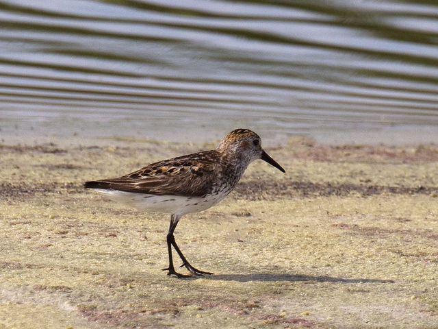 Western Sandpiper