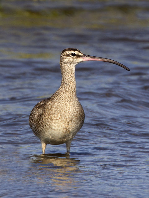 Whimbrel