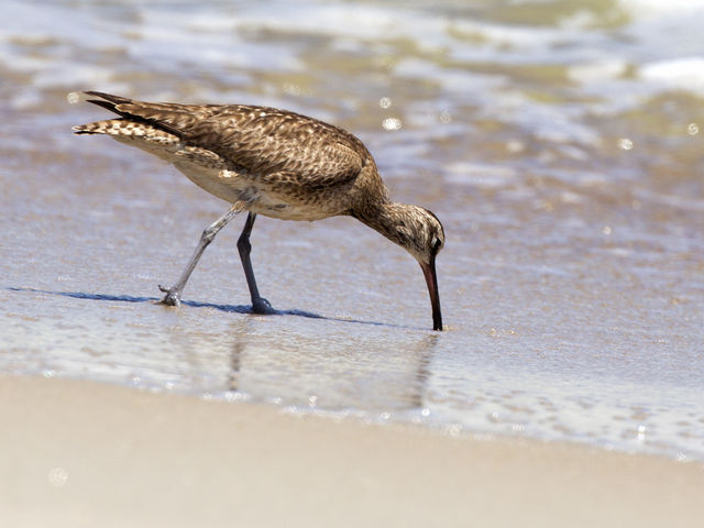 Whimbrel