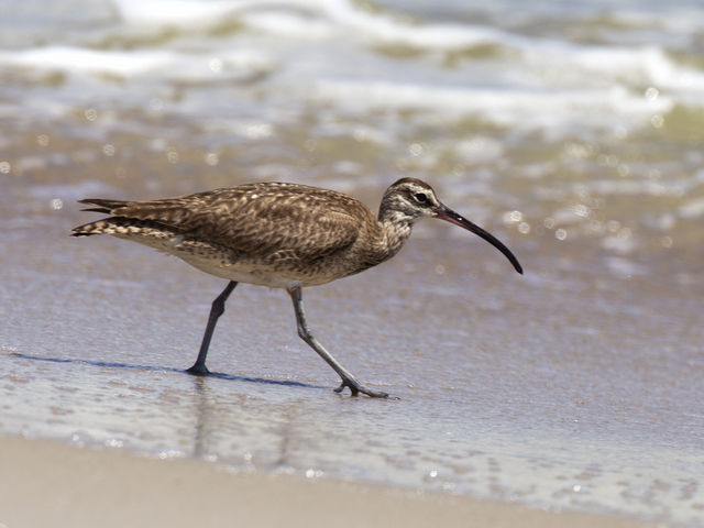 Whimbrel