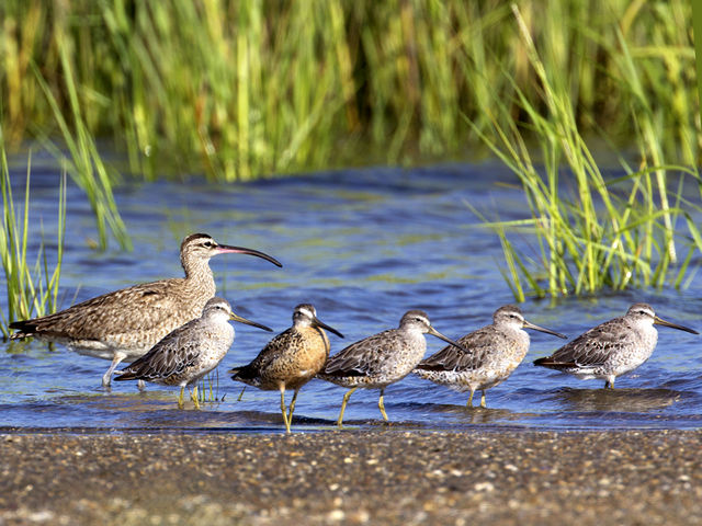 Whimbrel
