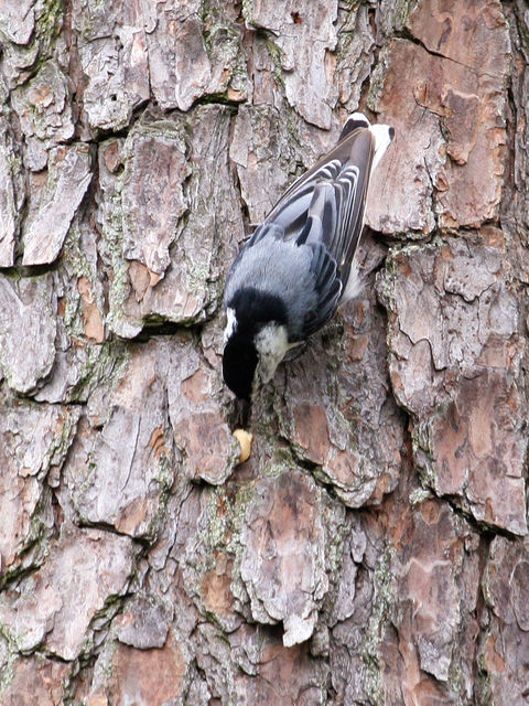 White-breasted Nuthatch