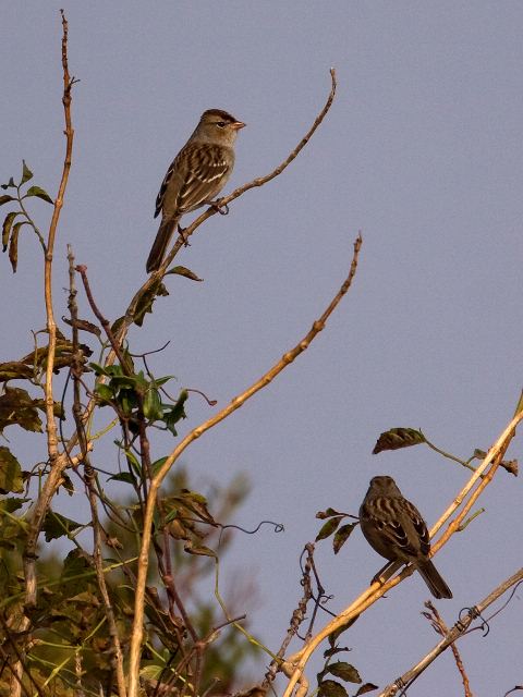 White-crowned Sparrows