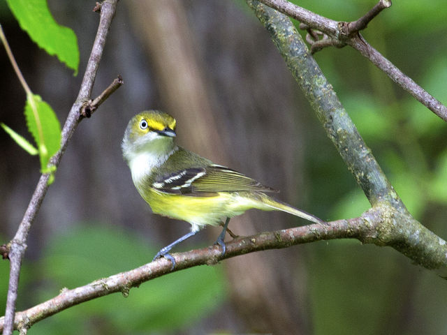 White-eyed Vireo