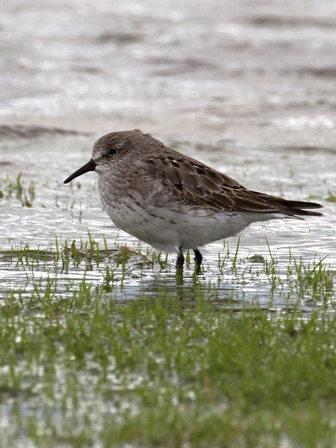 White-rumped Sandpiper