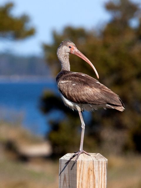 White Ibis