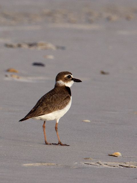 Wilson's Plover