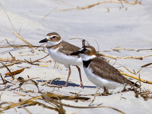 Wilson's Plover