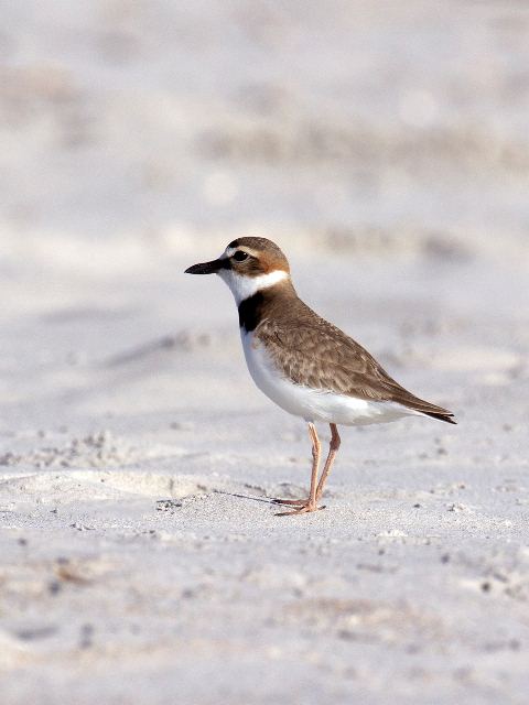 Wilson's Plover