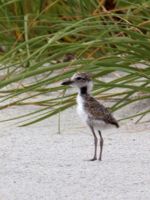 Wilson's Plovers