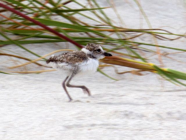 Wilson's Plovers