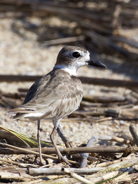 Wilson's Plover