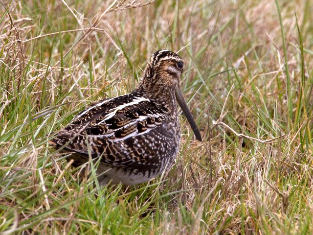 Wilson's Snipe
