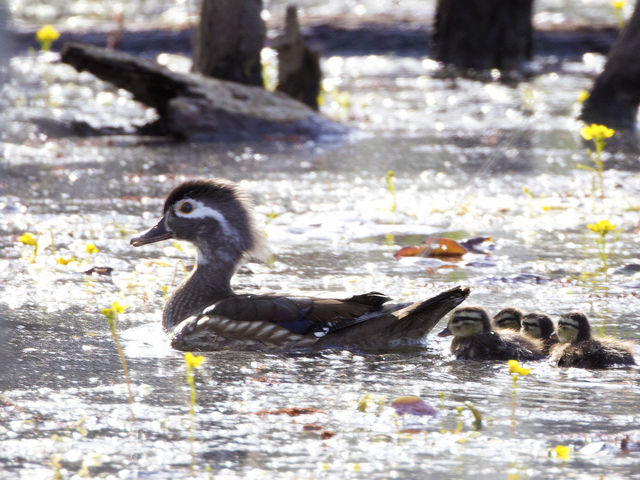 Wood Duck