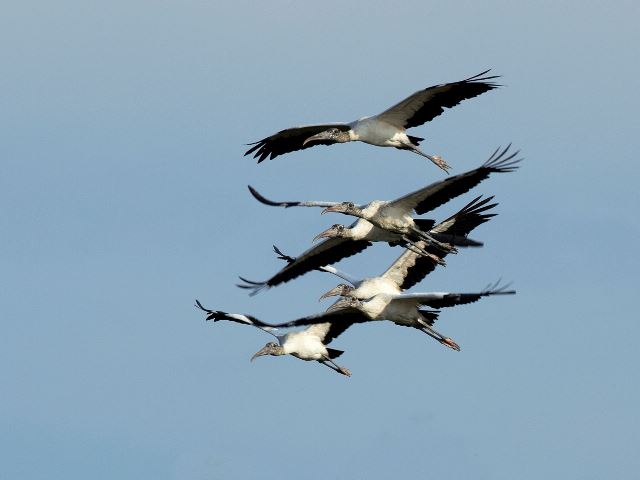 Wood Storks
